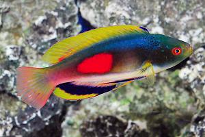 Scott's Fairy Wrasse Thumbnail