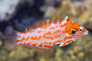 Choat's Red Leopard Wrasse  Thumbnail