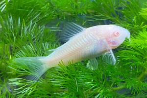 Albino Corydoras Thumbnail