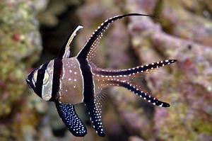 Banggai Cardinal Thumbnail