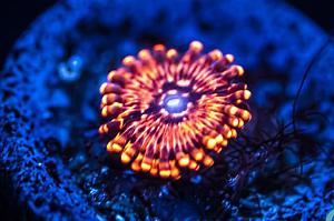 Utter Chaos Zoanthid Thumbnail