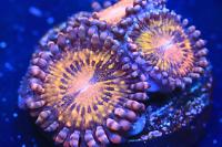 WWC Pandora Zoanthid Thumbnail