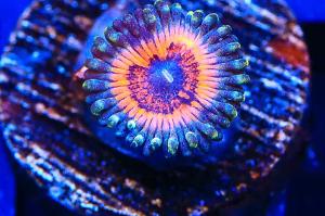 Armor of God Zoanthid Thumbnail