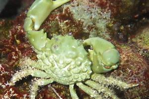 Emerald Crab Thumbnail