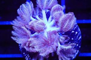 Pulsing Xenia Thumbnail