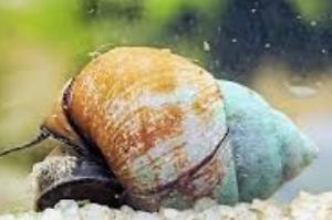 Chinese mystery snail Thumbnail