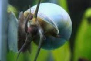 Mystery Snail Blue Thumbnail