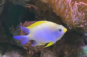 golden damselfish Thumbnail