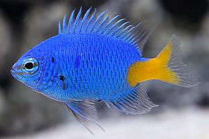 Yellow-tail blue damselfish Thumbnail