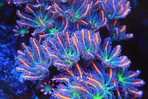 Clove Polyps Thumbnail