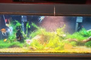 100g Showtank Thumbnail