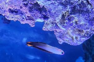 Purple Firefish Goby Thumbnail