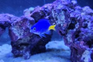 Yellowtail Blue Damsel Thumbnail