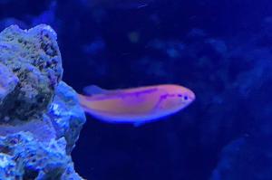 Fairy wrasse Thumbnail