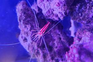 Cleaner Shrimp Thumbnail