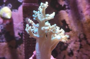 Finger Leather Coral Thumbnail