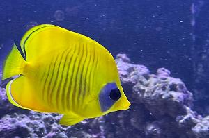 Golden Semilarvatus Butterflyfish Thumbnail