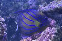 Annularis Angelfish Thumbnail