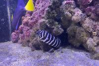 Zebra moray eel Thumbnail