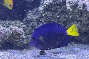 Purple Tang Thumbnail