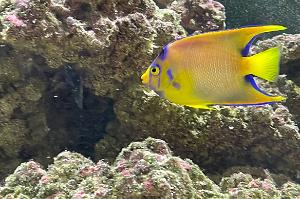 Queen Angelfish Thumbnail