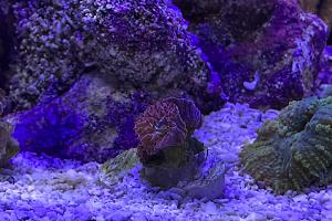 Blastomussa Coral Thumbnail