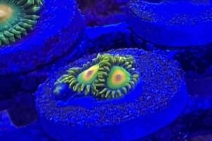 Rasta Zoa Thumbnail