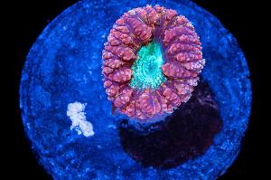 Blasto Coral Thumbnail