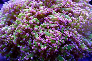 Purple tip green base frogspawn Thumbnail