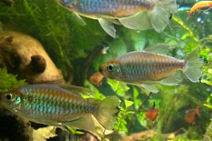 Congo Tetra