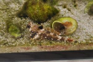 Scooter blenny Thumbnail