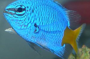 Yellow-tail Blue Damselfish Thumbnail