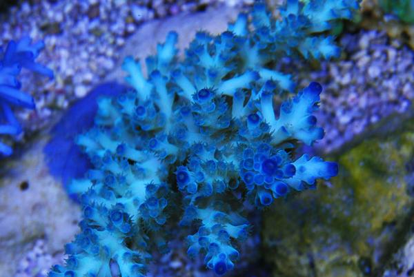 Staghorn Acropora