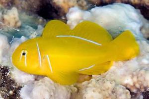 Citron Clown Goby Thumbnail