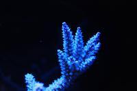 Staghorn Acropora Thumbnail