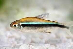 Black Neon Tetra Thumbnail