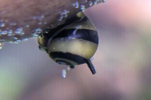 Bumblebee Horned Snail Thumbnail