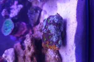 rainbow acan echinata  Thumbnail