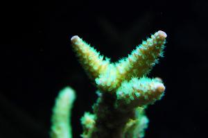 Staghorn Acropora Thumbnail