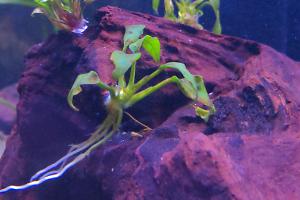 anubias minima Thumbnail