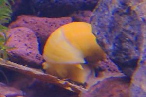 Mystery Snail Thumbnail