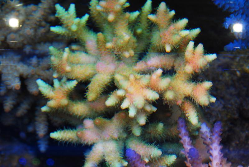 Acropora millepora