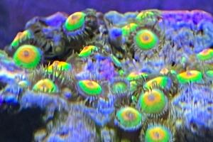 Rasta Zoanthid Thumbnail