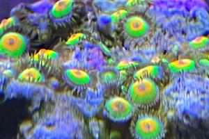 Rasta Zoanthid Thumbnail