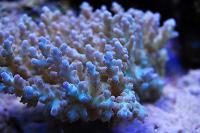 Acropora Coral Thumbnail