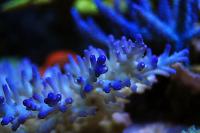 Acropora Coral Thumbnail