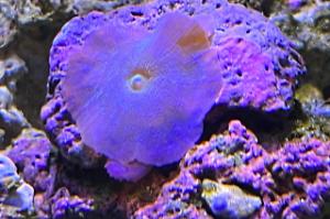 Blue Mushroom Thumbnail