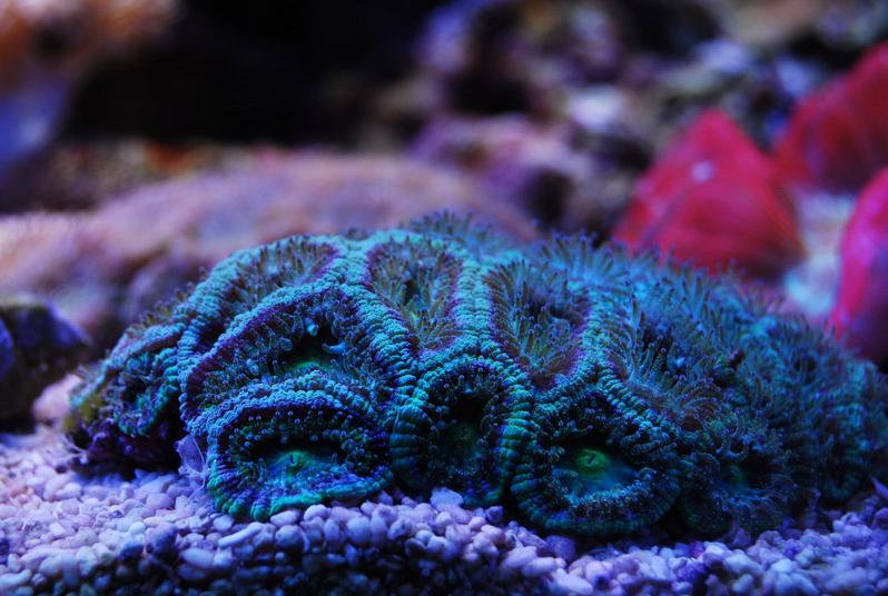 Acan Brain Coral