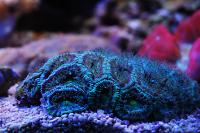 Acan Brain Coral Thumbnail