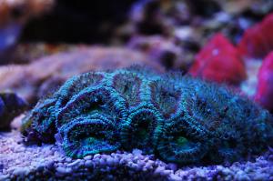 Acan Brain Coral